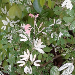 This has small, round pink and white and pale green leaves. Is a host to some variety of spider I think...