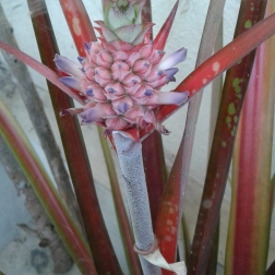 Thorny, hard spiky leaves and this fruit/flower in the middle...something in the pineapple family?